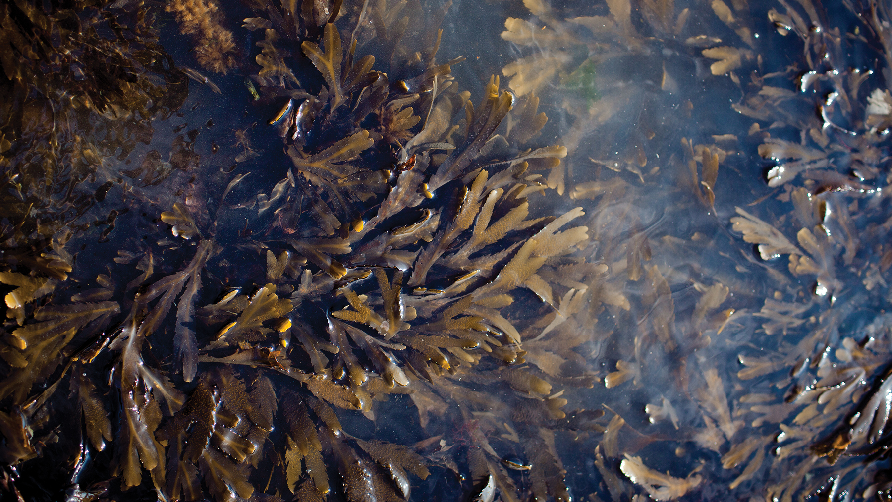 Toothed Wrack Seaweed Lush Fresh Handmade Cosmetics